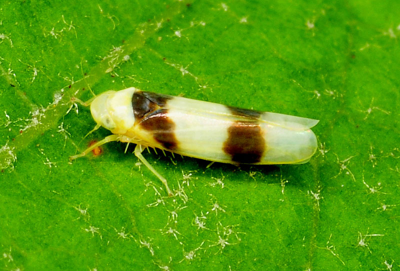 Zonocyba bifasciata (Cicadellidae Typhlocybinae)